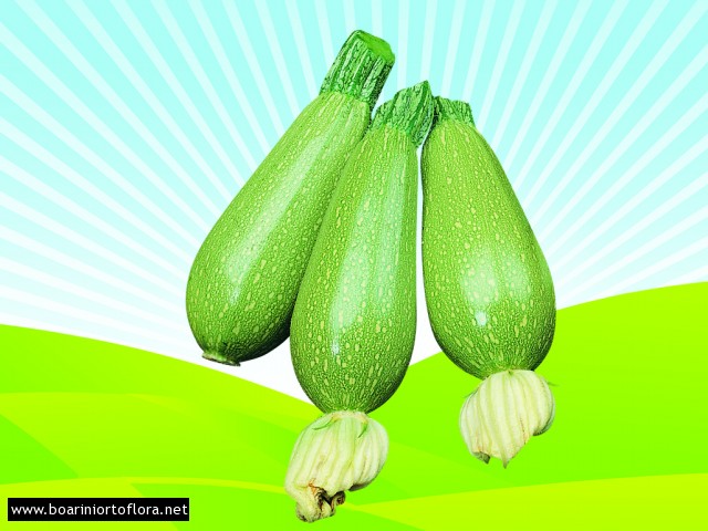 Zucchino Bolognese Jambo F1