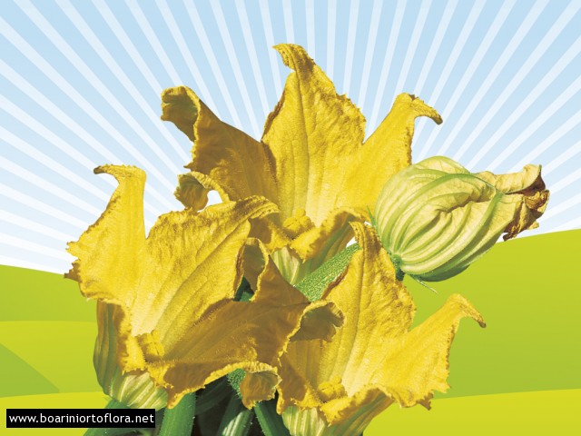 Fiori di Zucca
