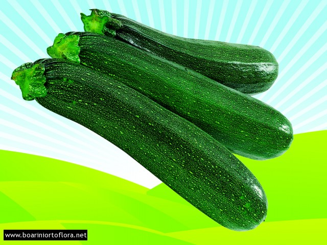 Zucchino scuro