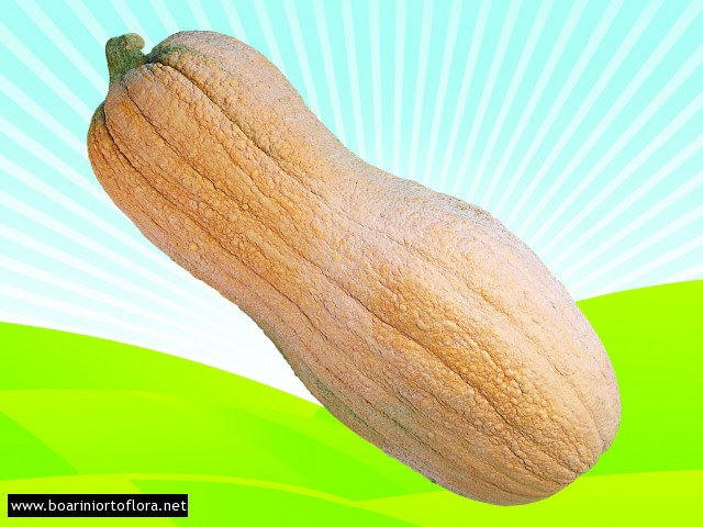 Zucca Violina