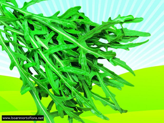 Rucola