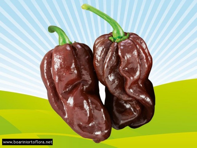 Peperone Piccante HABANERO CHOCOLATE